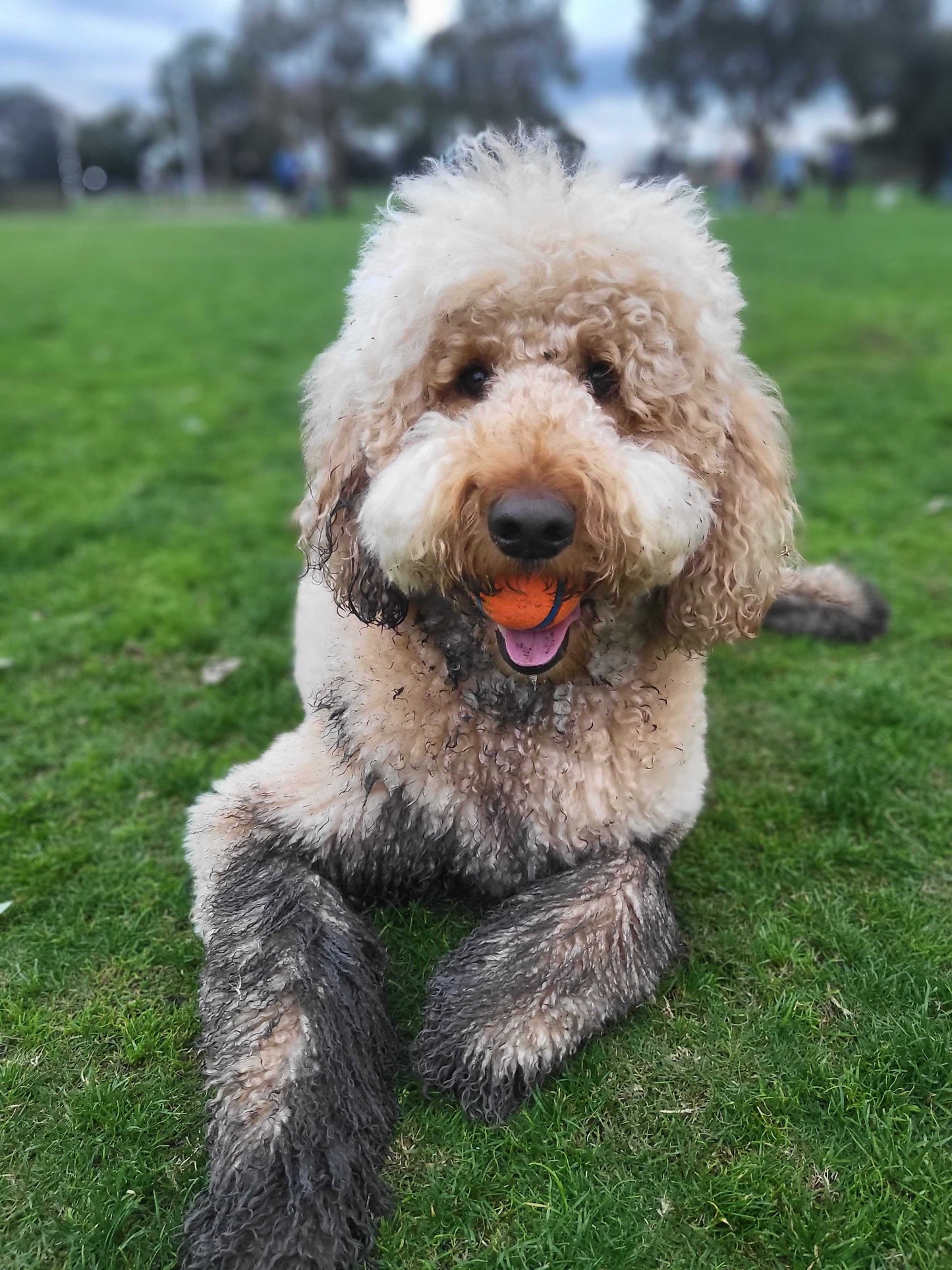 Auggie's Favourite Fetch Balls